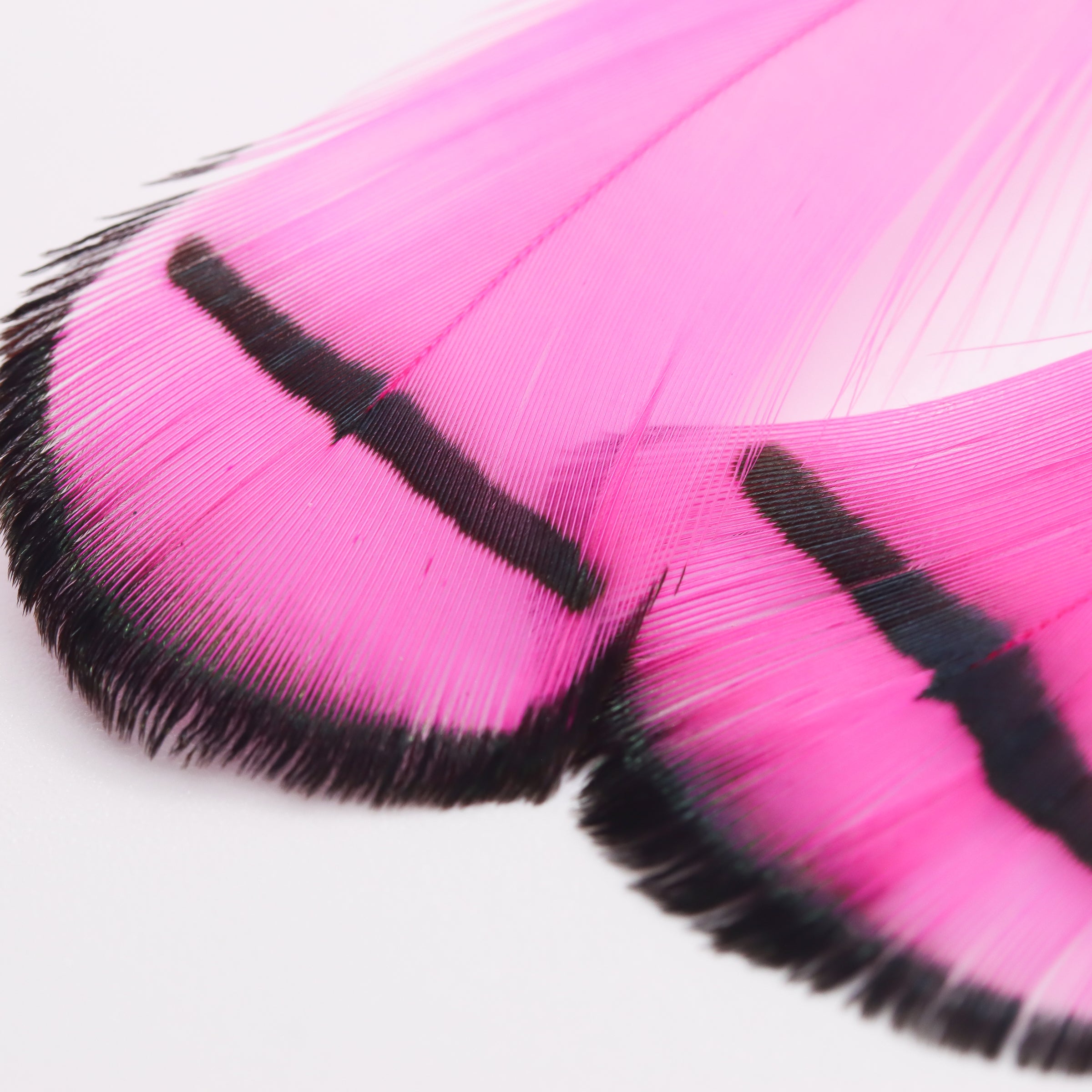Feather Drop Earrings